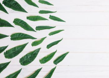 Sayang Untuk Dilewatkan, Inilah 7 Manfaat Daun Sintrong Untuk Kesehatan