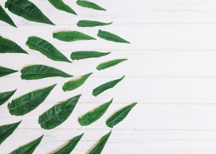 Sayang Untuk Dilewatkan, Inilah 7 Manfaat Daun Sintrong Untuk Kesehatan