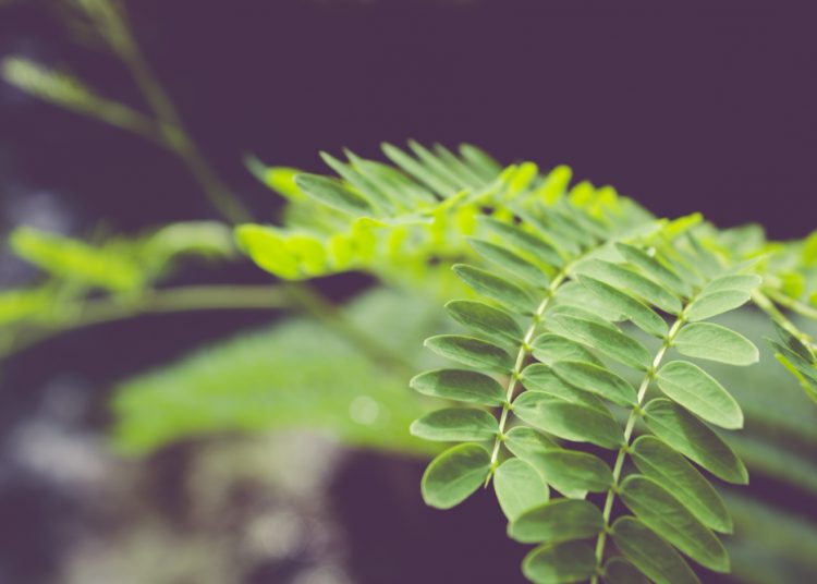 Yuk! Kita Ketahui Manfaat Dari Daun Kelor Untuk Kesehatan