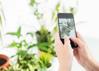 Begini Cara Upload Status Foto di WhatsApp Agar Tidak Pecah dan Tampak Jernih