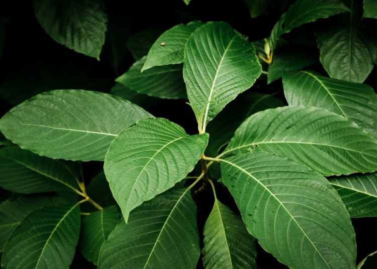 Ingin Promil? Coba Konsumsi Daun Bidara dan Dapatkan 6 Manfaat Berikut