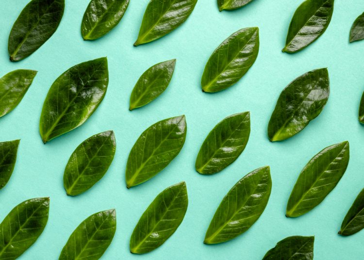 Intip Manfaat Daun Sirsak Untuk Kesehatan, Bisa Obati Bisul Hingga Kanker