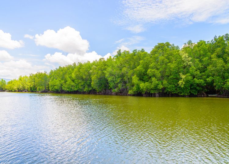 Mangrove, Sang Penyelamat Ekosistem yang Sering Terlupakan Pendahuluan