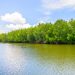 Mangrove, Sang Penyelamat Ekosistem yang Sering Terlupakan Pendahuluan