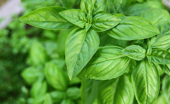 Miliki Aroma Wangi yang Khas, Yuk Intip 5 Manfaat Daun Kemangi untuk kesehatan