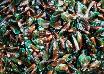 Ketahui Efek Negatif Kerang Hijau Jika Dikonsumsi, Benarkah Berbahaya?