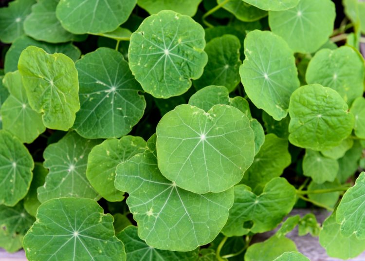 Daun Centella: Si Kecil yang Punya Segudang Manfaat untuk Kulit dan Kesehatan Tubuh