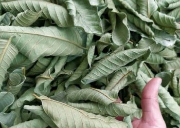 Khasiat Daun Jambu Biji bagi Kesehatan