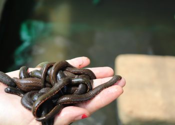 Bengkulu Ekspor Lintah ke Uzbekistan