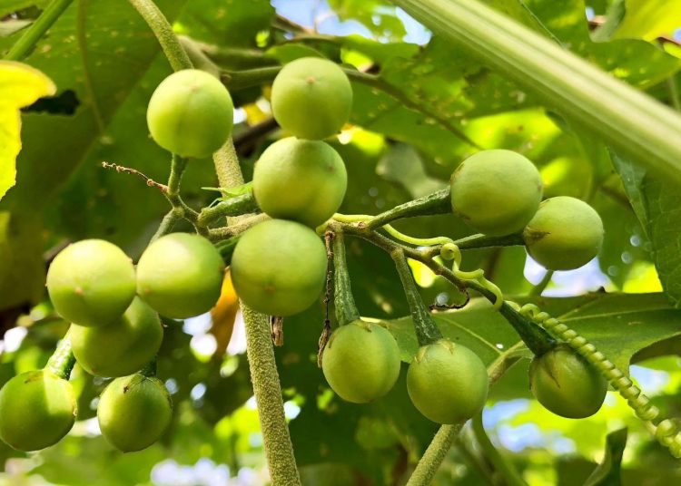 Leunca: Sayur Kecil Kaya Manfaat untuk Kesehatanmu