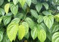 Ini Manfaat Daun Sirih untuk Kesehatan Mulut dan Gigi