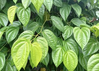 Ini Manfaat Daun Sirih untuk Kesehatan Mulut dan Gigi