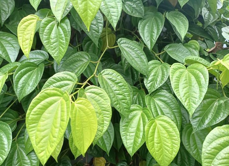 Ini Manfaat Daun Sirih untuk Kesehatan Mulut dan Gigi