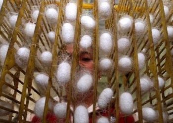 Ini Dia Keunggulan dan Kelemahan Kain Sutra yang Perlu Diketahui