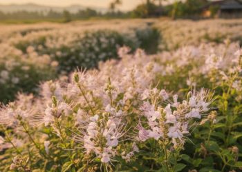 Ketahui Dashyatnya Manfaat Daun Kumis Kucing untuk Kesehatan Tubuh