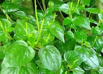 Ketahui Khasiat Daun Suruhan Untuk Kesehatan