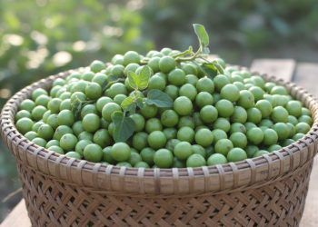 Tak Disangka! 5 Manfaat Buah Takokak untuk Kesehatan