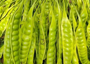 7 Manfaat Luar Biasa Konsumsi Petai Bagi Pria