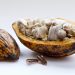 Intip Proses Seru Membuat Bubuk Coklat dari Buah Coklat Asli!