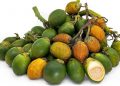 Simak Manfaat Buah Pinang untuk Kesehatan