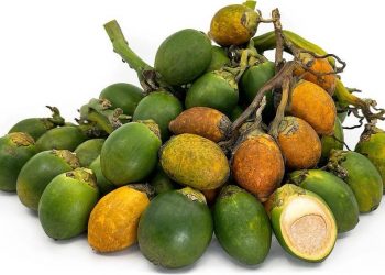 Simak Manfaat Buah Pinang untuk Kesehatan