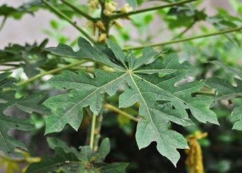 7 Manfaat Daun Pepaya untuk Kesehatan