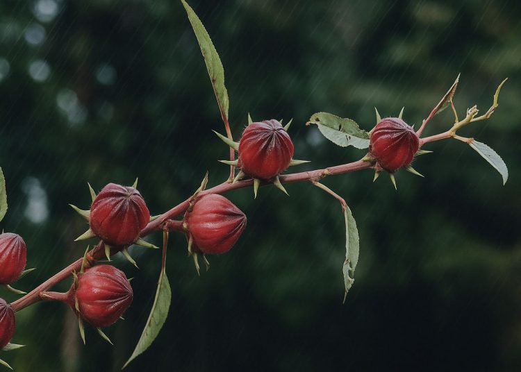Tak Hanya Cantik di Taman, Ini Manfaat Luar Biasa Bunga Rosela bagi Kesehatan