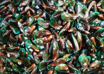Ketahui Efek Negatif Kerang Hijau Jika Dikonsumsi, Benarkah Berbahaya?