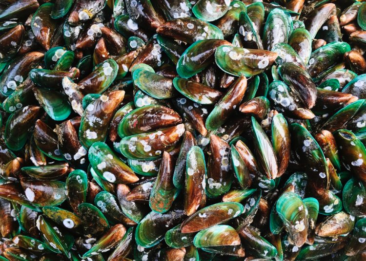 Ketahui Efek Negatif Kerang Hijau Jika Dikonsumsi, Benarkah Berbahaya?