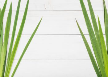 Ketahui 5 Manfaat Daun Pandan Untuk Kesehatan Tubuh