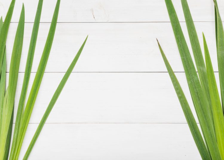 Ketahui 5 Manfaat Daun Pandan Untuk Kesehatan Tubuh