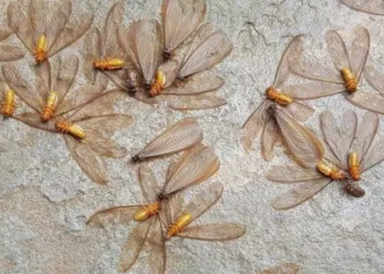 Ketahui 5 Manfaat Laron Untuk Tubuh, Serangga Mungil di Musim Hujan