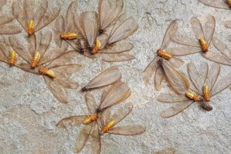 Ketahui 5 Manfaat Laron Untuk Tubuh, Serangga Mungil di Musim Hujan