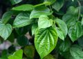 Tips Tradisional Membersihkan Mata dengan Daun Sirih yang Terbukti Aman