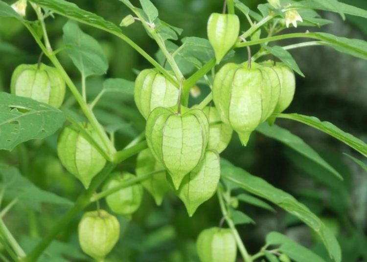 Dulu Tak Dilirik, Kini Buah Ciplukan Diburu dan Dijual di Supermarket Besar