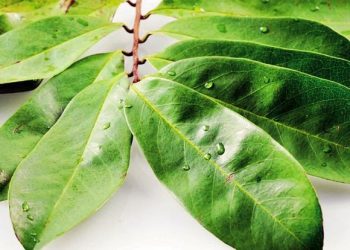 Rebusan Daun Sirsak, Ketahui Manfaat, Cara Pemakaian, dan Efek Sampingnya