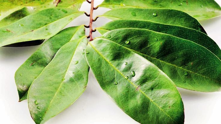 Rebusan Daun Sirsak, Ketahui Manfaat, Cara Pemakaian, dan Efek Sampingnya