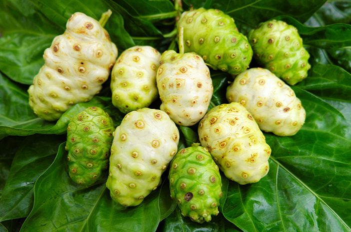 Buah Mengkudu, Si Buah Ajaib! Ini Manfaat Kesehatannya yang Luar Biasa