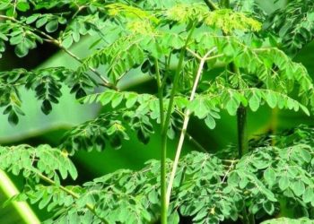 Manfaat Daun Kelor yang Wajib Kamu Ketahui untuk Tubuh Sehat