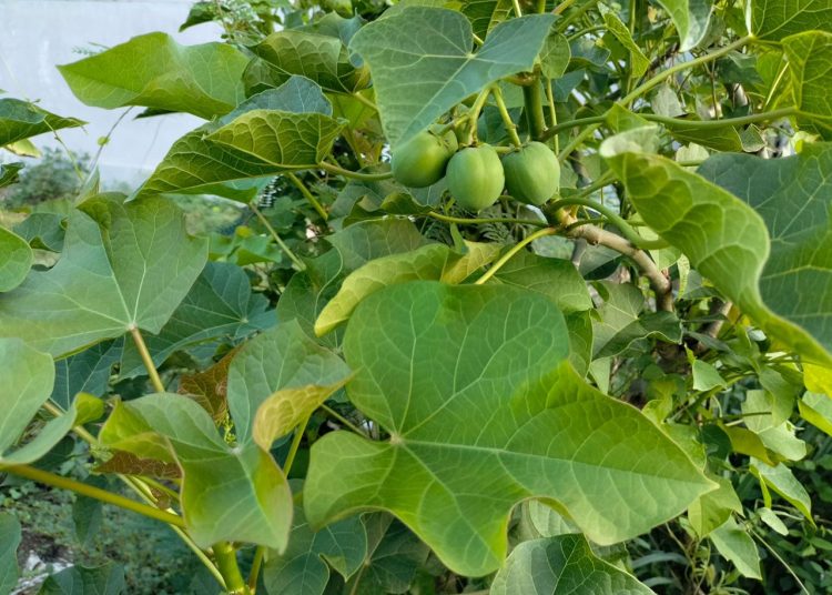 Mengenal Manfaat Pohon Jarak: Tanaman Serbaguna dari Akar hingga Daun