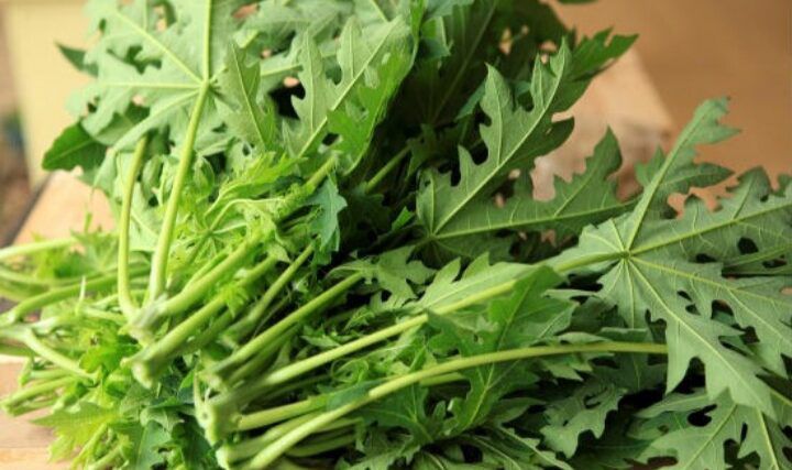 Manfaat Daun Pepaya Muda yang Jarang Diketahui, Cocok untuk Diet Sehat!