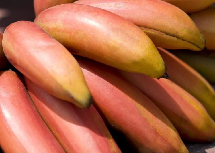 Rahasia Pisang Merah: Kaya Nutrisi dan Baik untuk Tubuh