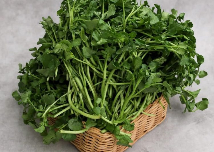 Selada Air: Sayuran Sederhana dengan Segudang Khasiat