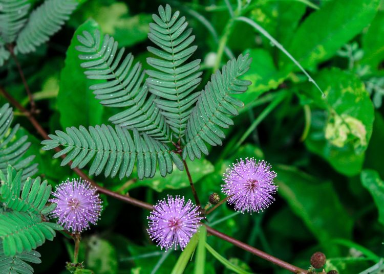 Tak Hanya Unik, Ini 6 Manfaat Luar Biasa Putri Malu bagi Kesehatan Tubuh