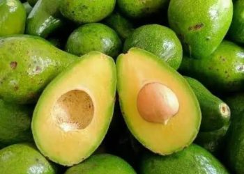 7 Khasiat Buah Alpukat untuk Lansia, Sehat, Lezat, dan Kaya Nutrisi