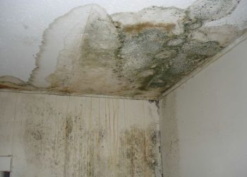 Jangan Anggap Remeh, Ini Bahaya Black Mold Untuk Kesehatan