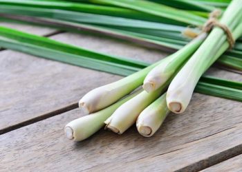 Bukan Sekadar Bumbu, Inilah Manfaat Serai bagi Kesehatan