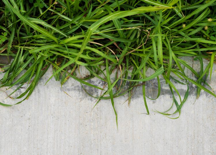 5 Manfaat Daun Krokot untuk Kanker Hingga Diet