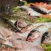 Jangan Salah Pilih! Cara Cerdas Memilih Ikan yang Masih Segar
