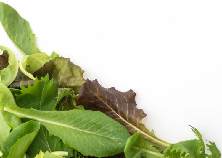 Sering Dijadikan Lalapan, 5 Manfaat Daun Sintrong Untuk Kesehatan